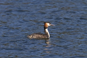 Crested Prints: Great Crested Grebe -spring at Lackford Lakes, Suffolk