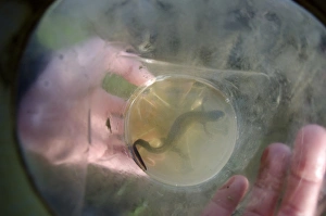 Great Crested Newt (Triturus cristatus) adult, caught during bottle trap survey, Derbyshire, England, May