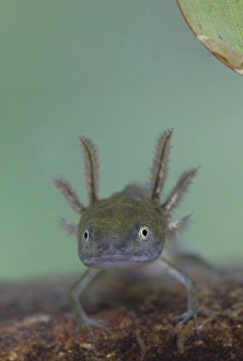 Great Crested Newt (Triturus cristatus) juvenile, underwater in dew pond, Lathkil Dale, Peak District, Derbyshire, England, september