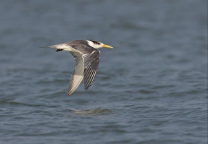 Terns Prints: Great Crested Tern (Sterna bergii velox) adult