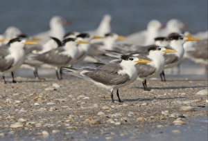 Terns Prints: Great Crested Tern (Sterna bergii velox) adults