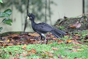 Costa Rican Prints: Great Curassow (Crax rubra) adult male, foraging on ground, Costa Rica, february