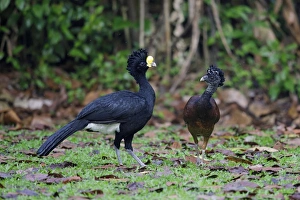 Floor Prints: Great Curassow (Crax rubra) adult pair