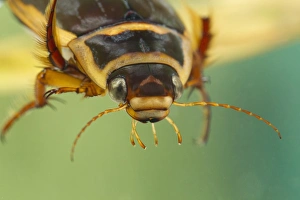 Great Diving Beetle (Dytiscus marginalis) adult, close-up of head, Derbyshire, England, july