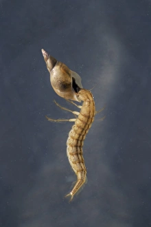 Great Diving Beetle (Dytiscus marginalis) larva, feeding on water snail prey, swimming underwater in garden pond, Bentley, Suffolk, England, june