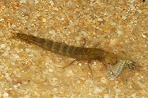 Great Diving Beetle (Dytiscus marginalis) larva, feeding on fairy shrimp in shallow water, Spain, May