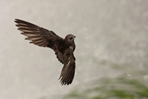 Great Dusky Swift (Cypseloides senex) adult, in flight, landing at waterfall, Iguazu N. P. Misiones, Argentina, november