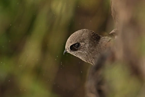 Great Dusky Swift (Cypseloides senex) adult, looking out of roost site beside waterfall, Parque Nacional Iguazu, Misiones, Argentina, november