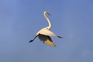 Great Egret (Ardea alba egretta) adult, breeding plumage, in flight, Venice Rookery, Venice, Florida, U. S. A. March