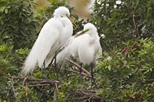 Egrets Prints: Great Egret (Ardea alba egretta) adult pair