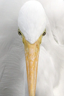 Great Egret (Casmerodius albus) adult, close-up of head, Florida, U. S. A