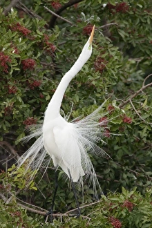 Egrets Prints: Great Egret (Casmerodius albus) adult