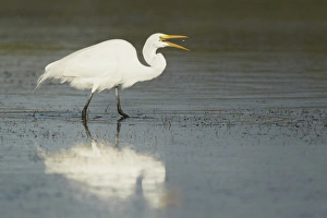 Great Egret (Casmerodius albus) adult, feeding, tossing up and catching freshly caught small fish into beak, Florida