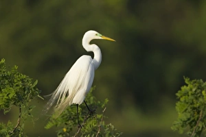 Great Egret (Casmerodius albus) adult, breeding plumage, standing on branch at rookery, High Island, Bolivar Peninsula