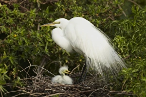 Great Egret (Casmerodius albus) adult, breeding plumage, with chick at nest, Florida, U. S. A. February