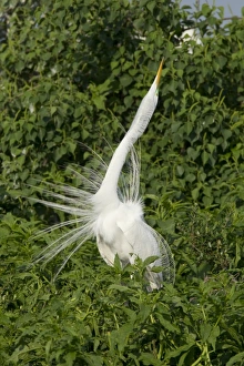 Egrets Prints: Great Egret (Casmerodius albus) adult male