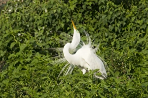 Great Egret (Casmerodius albus) adult male, breeding plumage, displaying at rookery, High Island, Bolivar Peninsula