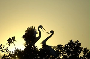 Anniversary Prints: Great Egret (Casmerodius albus) adult pair