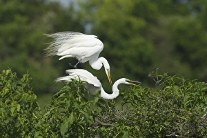 Great Egret (Casmerodius albus) adult pair, breeding plumage, mating on nestsite at rookery, High Island