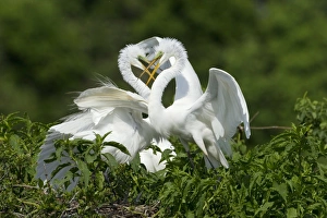 Egrets Prints: Great Egret (Casmerodius albus) two adults