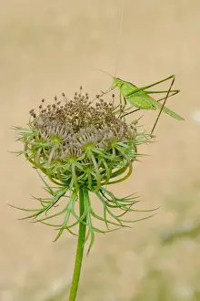 Flowerheads Prints: Great Green Bush-cricket (Tettigonia viridissima) adult