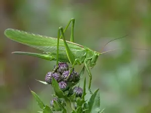 Great Green Bush-cricket (Tettigonia viridissima) adult female, resting on Meadow Thistle (Cirsium dissectum), Cannobina Valley, Piedmont, Northern Italy, july