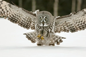 Northern Europe Prints: Great Grey Owl (Strix nebulosa) adult