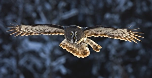 Great Grey Owl (Strix nebulosa) adult, in flight, backlit, with snow covered coniferous forest edge in background, Finland, march