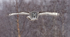 Great Grey Owl (Strix nebulosa) adult, in flight during snowfall, Finland, february