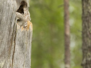 Hollow Prints: Great Grey Owl (Strix nebulosa) adult female