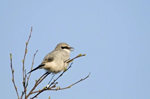 Great Grey Shrike (Lanius excubitor) adult, singing, perched on twig, Kelling Heath, Norfolk, England, april