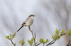 Great Grey Shrike (Lanius excubitor) adult, perched on twig, Kelling Heath, Norfolk, England, april