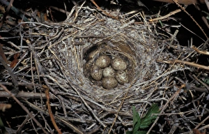 Shrikes Prints: Great Grey Shrike (Lanius excubitor) six eggs in nest