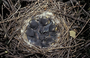 Shrikes Prints: Great Grey Shrike (Lanius excubitor) nest with chicks