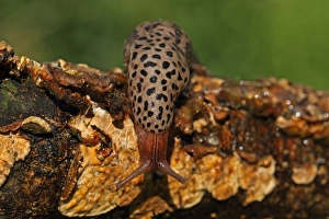 Great Grey Slug (Limax maximus) adult, on fungi covered branch, Norwich, Norfolk, England, july