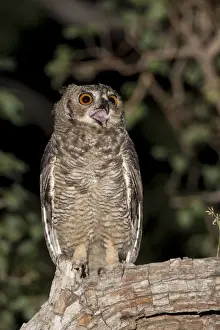 Great Horned Owl (Bubo virginianus nacurutu) adult, with beak open, perched on branch at night, Pantanal, Mato Grosso, Brazil