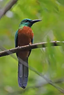 Great Jacamar (Jacamerops aureus penardi) adult male, perched on branch, Pipeline Road, Panama, November