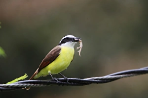 Great Kiskadee (Pitangus sulphuratus) adult, with lizard prey in beak, perched on cable, Costa Rica, february