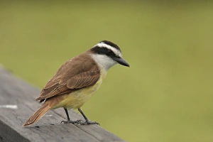 Great Kiskadee (Pitangus sulphuratus) adult, perched on wooden railing, Vicente Lopez, Buenos Aires Province, Argentina, october