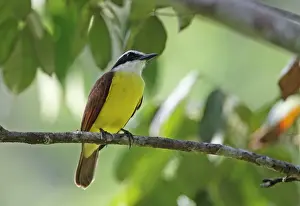 Central America Prints: Great Kiskadee (Pitangus sulphuratus guatimalensis) adult