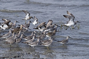 Sandpiper Prints: Great Knot (Calidris tenuirostris)