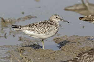 South China Sea Prints: Great Knot (Calidris tenuirostris) adult