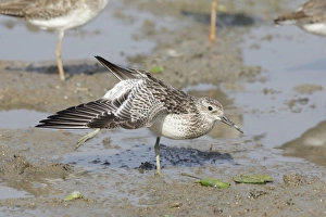 Great Knot (Calidris tenuirostris) adult, non-breeding plumage, stretching wing and leg, standing on mud, Mai Po