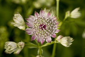 Julian Alps Prints: Great Masterwort (Astrantia major) flowering, Julian Alps, Slovenia, june