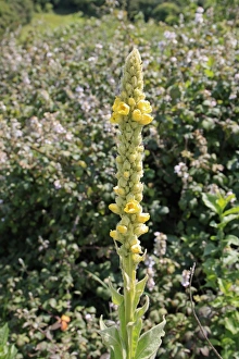 Great Mullein (Verbascum thapsus) flowering, growing on chalk downland, Arreton Down, Arreton, Isle of Wight, England