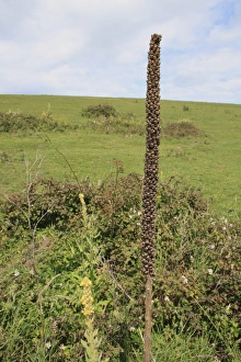 Great Mullein (Verbascum thapsus) seedhead, growing on chalk downland, Arreton Down, Arreton, Isle of Wight, England, june
