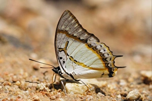 Thailand Prints: Great Nawab Butterfly (Polyura eudamippus) adult