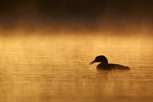 Animals USA Prints: Great Northern Diver (Gavia immer) adult