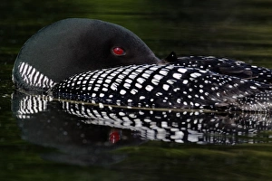 Great Northern Diver (Gavia immer) adult, summer plumage, resting on lake, North Michigan, U. S. A. june