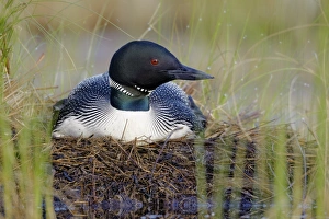 Great Northern Diver (Gavia immer) adult, summer plumage, sitting at nest on lake, North Michigan, U. S. A. june